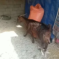 ۱راس بزوبزغاله قیمت۱۲میلیون۵۰۰|حیوانات مزرعه|آبدانان, |دیوار