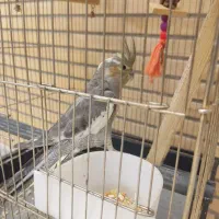 عروس هلندی|پرنده|قم, انصار‌الحسین|دیوار