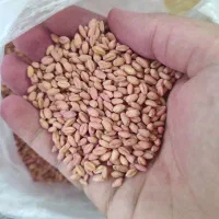 بذر گندم کوهدشت