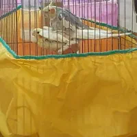 عروس هلندی مولد سخنگو