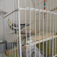 جفت عروس هلندی