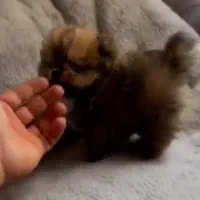 انواع پامر عروسکی