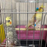 ۲عدد عروس هلندی