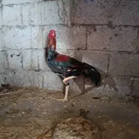 خروس لاری نوک طوطی|پرنده|سیاهکل, |دیوار