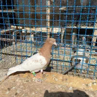 کبوتر|پرنده|تربتحیدریه, ۴۵ متری|دیوار