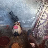 خروس و مرغ با جوجه محلی