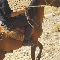 اسب نر|اسب و تجهیزات اسبسواری|شیروان (خراسان), |دیوار