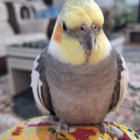 عروس هلندی گمشده