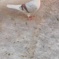 کبوتر|پرنده|الشتر, |دیوار