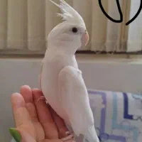 عروس هلندی نر و...