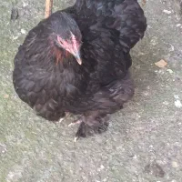 مرغ خروس معاوضه با کبوتر|حیوانات مزرعه|رشت, تازه آباد|دیوار