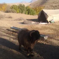 دوعدد نرمیش بختیاری|حیوانات مزرعه|زیلائی, |دیوار