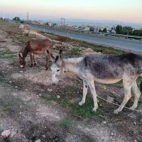 خر با پسرش گوسفندرو و آروم روزی ۲ کیلو شیر میده