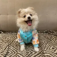 جفت نرو ماده پامر|سگ|کرج, گلشهر|دیوار