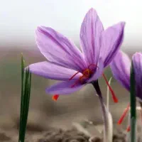 توزیع کننده گل زعفران