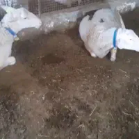 میش لاکن خالص