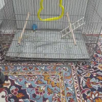 موکت|موکت|رضویه, |دیوار