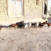 مرغ و خروس لاری  خانگی بوقلمون|حیوانات مزرعه|قلندر آباد, |دیوار