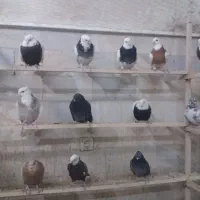 یه گل کفتر یکجا فروشه...