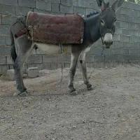 2تا الاغ باری خیشو  اروم