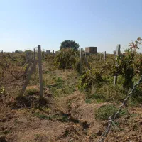 باغ انگور 1300 متری سنددار در منطقه ویلایی|فروش زمین و ملک کلنگی|تاکستان, |دیوار