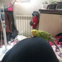 قبول واگذاری رایگان طوطی