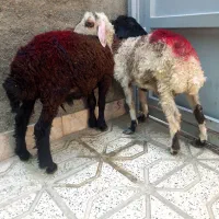 بره نر سبک وزن