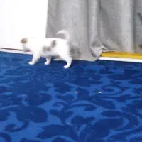 تدی|سگ|تایباد, |دیوار