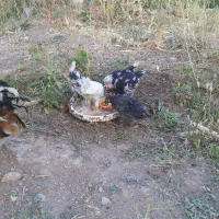 مرغ گلین|حیوانات مزرعه|سمیرم, |دیوار