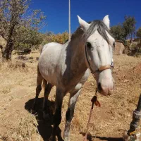 اسب|اسب و تجهیزات اسبسواری|بانه, |دیوار