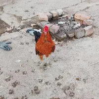 مرغ وخروس گلین چهل تاج