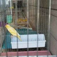 سهره نر|پرنده|گلپایگان, |دیوار