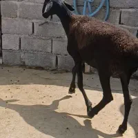 میش چینی