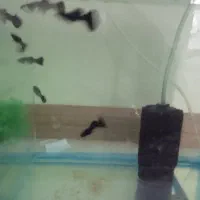 ۸ عدد ماهی گوپی فول بلک|ماهی|تهران, والفجر (افسریه)|دیوار