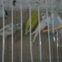 تعدادی مرغ عشق