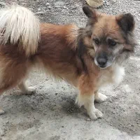 سگ پامر روباهی ماده