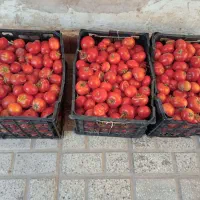 گوجه محلی|خوردنی و آشامیدنی|بجستان, |دیوار