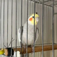 عروس هلندی مست شاه تخم