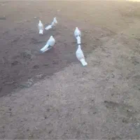 کبوتر پشتار نوک ریز