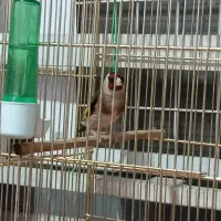 سهره نرنشون دار معاوضه با قناری نر