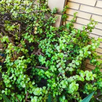گل غرفه ای