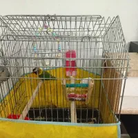 یه جفت طوطی برزیلی