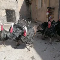 بقلم جوان سالم