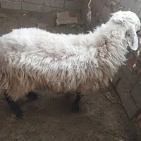 گوسفند