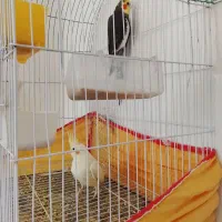 عروس هلندی خوب