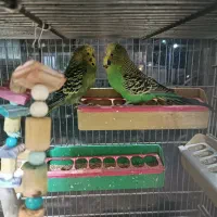 مرغ عشق انگلیسی|پرنده|اسلام‌شهر, مطهری|دیوار