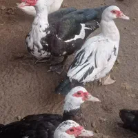 اردک اسراییلی|حیوانات مزرعه|رودسر, |دیوار