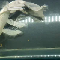 ماهی کوی پلاتینیوم سوپر باله بلند ۴۰ سانتی|ماهی|تهران, شکیبا|دیوار