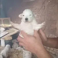 سگ پاکوتاه اشپیتز|سگ|تهران, امام زاده عبدالله|دیوار