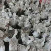 بوقلمون بوربون برنز بیوتی|حیوانات مزرعه|قزوین, |دیوار